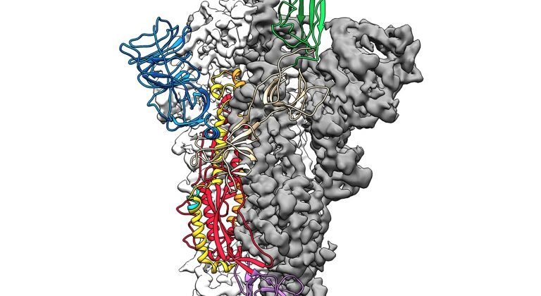 La punta del nuovo Covid-19