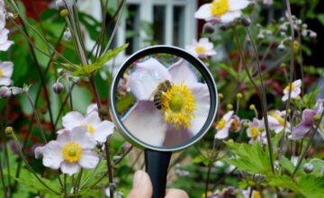 biodiversità