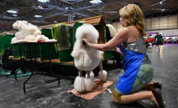 dog show di Crufts